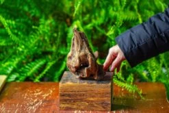 Driftwood For Moss Terrarium, Miniature, Micro Landscape,TS003 -Terrarium Plant Hub IMG 9126