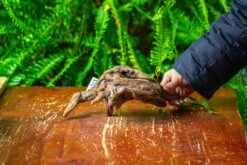 Driftwood For Moss Terrarium, Miniature, Micro Landscape,TS003 -Terrarium Plant Hub IMG 9127 9c0c9897 7a43 4952 8057 2b7f39234c88