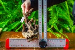 Driftwood For Moss Terrarium, Miniature, Micro Landscape,TS003 -Terrarium Plant Hub IMG 9128