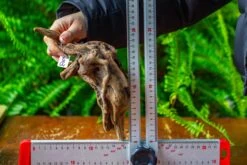 Driftwood For Moss Terrarium, Miniature, Micro Landscape,TS003 -Terrarium Plant Hub IMG 9129 cf3feeac 3eec 4225 8539 648337dbd172