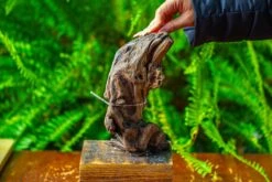 Driftwood For Moss Terrarium, Miniature, Micro Landscape,TS012 -Terrarium Plant Hub IMG 9133 e1d59559 8ba9 45f9 bafa e61dd70b2d6d