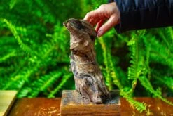 Driftwood For Moss Terrarium, Miniature, Micro Landscape,TS012 -Terrarium Plant Hub IMG 9134 a99b65b9 2c69 443d 97dd eea0d84fb391