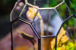 Vintage Tall Octagon Geometric Tin Glass Terrarium , 12.6" , Close, Suitable For Tall Plants, Orchid, Small Begonia Pitcher, Micro Landscape -with Warm Light Set -Terrarium Plant Hub IMG 9141