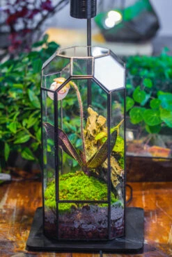 5W Warm White Black LED Grow Light Adjustable With Black Matte Stand, Or Terrarium, Moss, Shade Plants, Multi Size Available Customizable -39cm / 15.4 -Terrarium Plant Hub IMG 9142