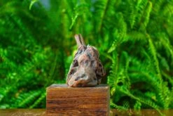 Driftwood For Moss Terrarium, Miniature, Micro Landscape,TS002 -Terrarium Plant Hub IMG 9142 108f0eb6 9eb3 416f ba32 39f4c3f802ab