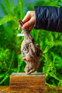 Driftwood For Moss Terrarium, Miniature, Micro Landscape,TS002 -Terrarium Plant Hub IMG 9143 7a06087a 6d1c 4f57 9df6 4d3bcb06a7cc