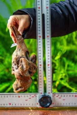 Driftwood For Moss Terrarium, Miniature, Micro Landscape,TS002 -Terrarium Plant Hub IMG 9144 c6ef5948 a9d9 4436 8d48 50ff78481baf