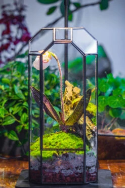 Vintage Tall Octagon Geometric Tin Glass Terrarium , 12.6" , Close, Suitable For Tall Plants, Orchid, Small Begonia Pitcher, Micro Landscape -with Warm Light Set -Terrarium Plant Hub IMG 9145