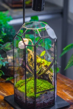 Vintage Tall Octagon Geometric Tin Glass Terrarium , 12.6" , Close, Suitable For Tall Plants, Orchid, Small Begonia Pitcher, Micro Landscape -with Warm Light Set -Terrarium Plant Hub IMG 9146