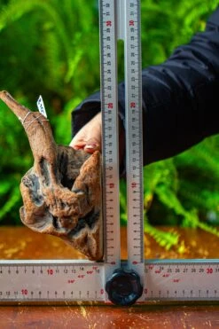 Driftwood For Moss Terrarium, Miniature, Micro Landscape,TS002 -Terrarium Plant Hub IMG 9146 e0007223 1443 4135 a573 63f76ee6882a