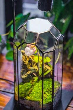 5W Warm White Black LED Grow Light Adjustable With Black Matte Stand, Or Terrarium, Moss, Shade Plants, Multi Size Available Customizable -39cm / 15.4 -Terrarium Plant Hub IMG 9147