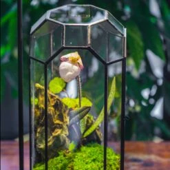 Vintage Tall Octagon Geometric Tin Glass Terrarium , 12.6" , Close, Suitable For Tall Plants, Orchid, Small Begonia Pitcher, Micro Landscape -with Warm Light Set -Terrarium Plant Hub IMG 9148