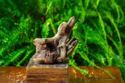 Driftwood For Moss Terrarium, Miniature, Micro Landscape,TS006 -Terrarium Plant Hub IMG 9148 93f95ee7 9894 48ea bdb9 aeedafbdff34