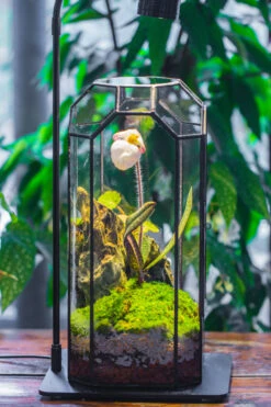 5W Warm White Black LED Grow Light Adjustable With Black Matte Stand, Or Terrarium, Moss, Shade Plants, Multi Size Available Customizable -39cm / 15.4 -Terrarium Plant Hub IMG 9149