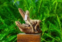 Driftwood For Moss Terrarium, Miniature, Micro Landscape,TS006 -Terrarium Plant Hub IMG 9150