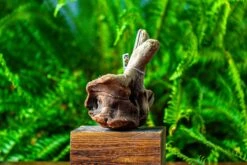 Driftwood For Moss Terrarium, Miniature, Micro Landscape,TS006 -Terrarium Plant Hub IMG 9151 2195df07 65f9 4644 80a9 dd88641a560b