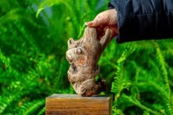 Driftwood For Moss Terrarium, Miniature, Micro Landscape,TS006 -Terrarium Plant Hub IMG 9153 eae2437d 3457 49d9 b39e 2259306e2a97