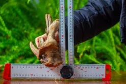 Driftwood For Moss Terrarium, Miniature, Micro Landscape,TS006 -Terrarium Plant Hub IMG 9155 c1d3b200 8701 459f 9f10 a253b691b33c