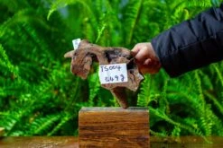 Driftwood For Moss Terrarium, Miniature, Micro Landscape,TS004 -Terrarium Plant Hub IMG 9156 90286fc7 e055 4d15 afb8 12d10e720bce