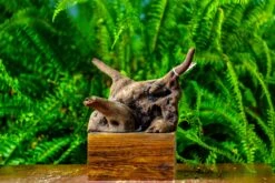 Driftwood For Moss Terrarium, Miniature, Micro Landscape,TS004 -Terrarium Plant Hub IMG 9157 ddaa3ca6 753b 4bd5 829e 8c9063da4a67