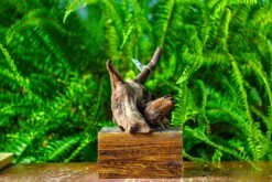 Driftwood For Moss Terrarium, Miniature, Micro Landscape,TS004 -Terrarium Plant Hub IMG 9158 1118b688 6b4e 4c4d a9b2 67e568897d5c