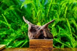 Driftwood For Moss Terrarium, Miniature, Micro Landscape,TS004 -Terrarium Plant Hub IMG 9159 a552cc57 dbea 4bf8 b8ef bc857d09d405