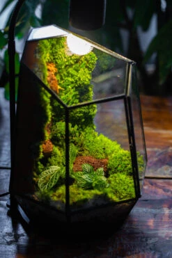 Rainforest Terrarium Building DIY Set: Live Moss Wall Iregular Terrarium Building Kit With Matching LED Grow Light And Base -Terrarium Plant Hub IMG 9163