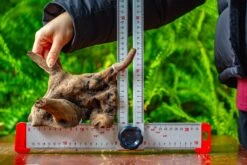 Driftwood For Moss Terrarium, Miniature, Micro Landscape,TS004 -Terrarium Plant Hub IMG 9163 d2c4ea8c fa40 4817 9488 faae709fe885