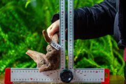 Driftwood For Moss Terrarium, Miniature, Micro Landscape,TS004 -Terrarium Plant Hub IMG 9164 ce39b449 1a00 421b b9d1 c1f43d831e0d