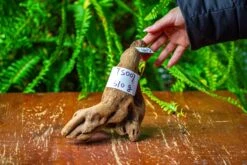 Driftwood For Moss Terrarium, Miniature, Micro Landscape,TS007 -Terrarium Plant Hub IMG 9165 a76d447f aed4 4e32 aa9b 9533020da875