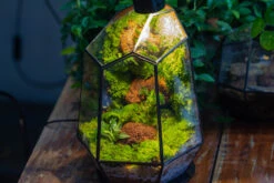 Rainforest Terrarium Building DIY Set: Live Moss Wall Iregular Terrarium Building Kit With Matching LED Grow Light And Base -Terrarium Plant Hub IMG 9166