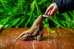 Driftwood For Moss Terrarium, Miniature, Micro Landscape,TS007 -Terrarium Plant Hub IMG 9166 16bf20d4 552d 4667 86b7 92185ac6dcee