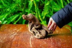 Driftwood For Moss Terrarium, Miniature, Micro Landscape,TS007 -Terrarium Plant Hub IMG 9168 1472016a 9723 4a9f a063 43ada815c531