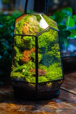 Rainforest Terrarium Building DIY Set: Live Moss Wall Iregular Terrarium Building Kit With Matching LED Grow Light And Base -Terrarium Plant Hub IMG 9170