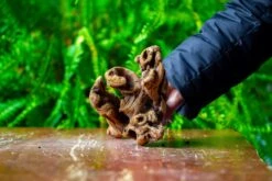 Driftwood For Moss Terrarium, Miniature, Micro Landscape,TS007 -Terrarium Plant Hub IMG 9170 643450b7 0812 4d4a a4ea 937d06806cc0