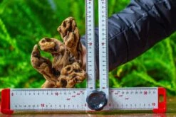 Driftwood For Moss Terrarium, Miniature, Micro Landscape,TS007 -Terrarium Plant Hub IMG 9171 ff5ac441 5ec6 4c84 9a82 ef2bb57704ca