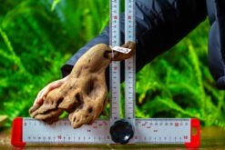 Driftwood For Moss Terrarium, Miniature, Micro Landscape,TS007 -Terrarium Plant Hub IMG 9172 69ab91ec 1ec4 4f3d 9a13 d64d25c0ea44