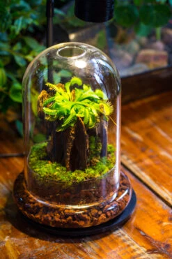 Round Glass Cloche Terrarium 12 Cm Diameter X 18cm Height With Matching Warm White Spot LED Grow Light And Base Set -Terrarium Plant Hub IMG 9188 5bd95102 eca8 4ad5 9330 fdb0f4c3ab19 1