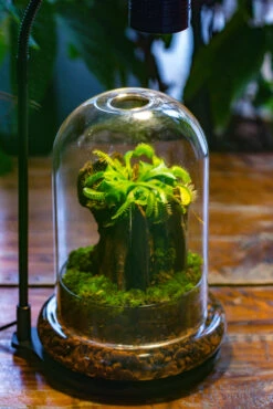 Round Glass Cloche Terrarium 12 Cm Diameter X 18cm Height With Matching Warm White Spot LED Grow Light And Base Set -Terrarium Plant Hub IMG 9193