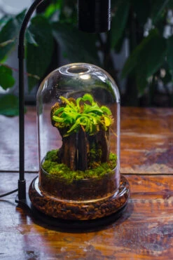 Glass Dome Cloche Set With Air Hole - 5.9 X 5.9 X 8.2" Indoor, Suitable For Southern, Tropical Area -Terrarium Plant Hub IMG 9195