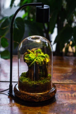 Round Glass Cloche Terrarium 12 Cm Diameter X 18cm Height With Matching Warm White Spot LED Grow Light And Base Set -Terrarium Plant Hub IMG 9196