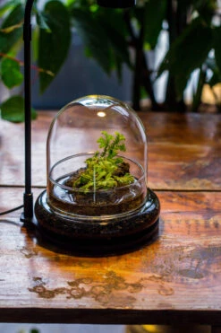 Round Glass Cloche Terrarium 12 Cm Diameter X 12cm Height With Matching Warm White Spot LED Grow Light And Base Set -Terrarium Plant Hub IMG 9199