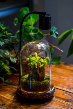 Glass Dome Cloche Set With Air Hole - 5.9 X 5.9 X 8.2" Indoor, Suitable For Southern, Tropical Area -Terrarium Plant Hub IMG 9217