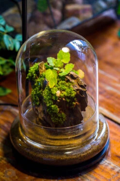 Round Glass Cloche Terrarium 12 Cm Diameter X 15cm Height With Matching Warm White Spot LED Grow Light And Base Set -Terrarium Plant Hub IMG 9220