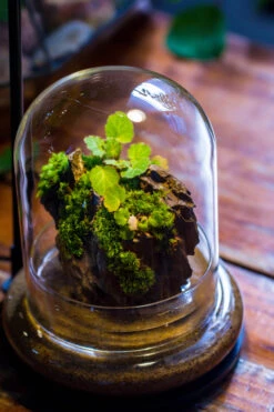 Round Glass Cloche Terrarium 12 Cm Diameter X 15cm Height With Matching Warm White Spot LED Grow Light And Base Set -Terrarium Plant Hub IMG 9224