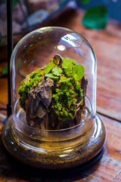 Round Glass Cloche Terrarium 12 Cm Diameter X 15cm Height With Matching Warm White Spot LED Grow Light And Base Set -Terrarium Plant Hub IMG 9227