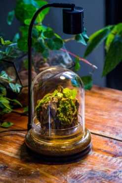 Round Glass Cloche Terrarium 12 Cm Diameter X 15cm Height With Matching Warm White Spot LED Grow Light And Base Set -Terrarium Plant Hub IMG 9228