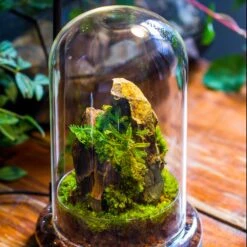 Round Glass Cloche Terrarium 12 Cm Diameter X 20cm Height With Matching Warm White Spot LED Grow Light And Base Set -Terrarium Plant Hub IMG 9229