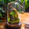Round Glass Cloche Terrarium 12 Cm Diameter X 20cm Height With Matching Warm White Spot LED Grow Light And Base Set 1 Round Glass Cloche Terrarium 12 Cm Diameter X 20cm Height With Matching Warm White Spot LED Grow Light And Base Set -Terrarium Plant Hub IMG 9231 60eebf43 46f3 4032 9355 c92b03fee51a