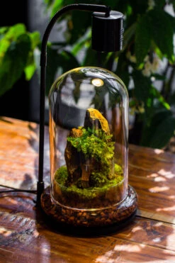 Round Glass Cloche Terrarium 12 Cm Diameter X 20cm Height With Matching Warm White Spot LED Grow Light And Base Set -Terrarium Plant Hub IMG 9234 c6722c6d 0fd0 4772 86ce 2a9159d19e4e